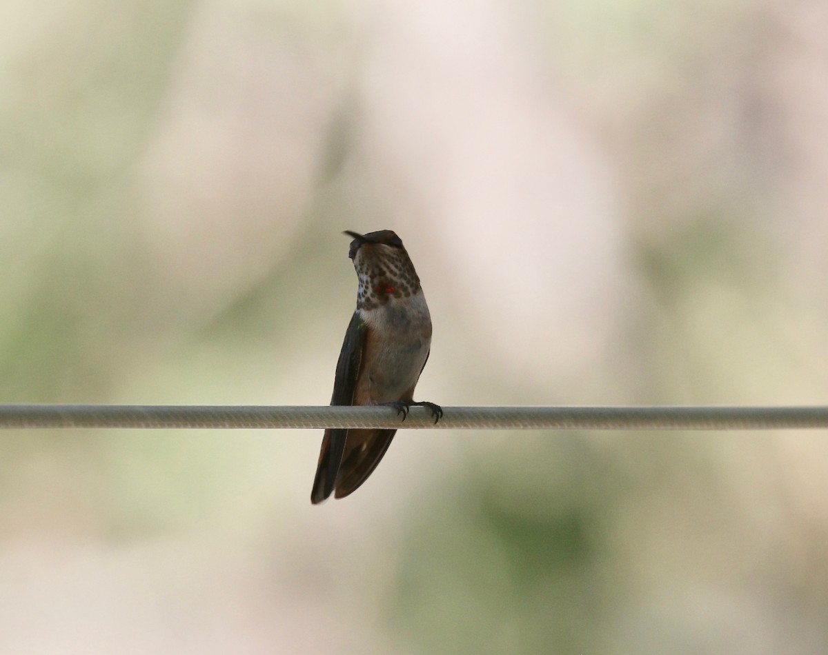 Rufous Hummingbird - ML643313695