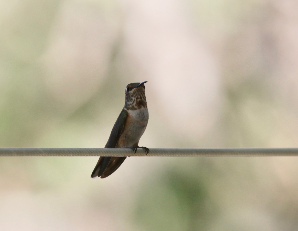 Rufous Hummingbird - ML643313696