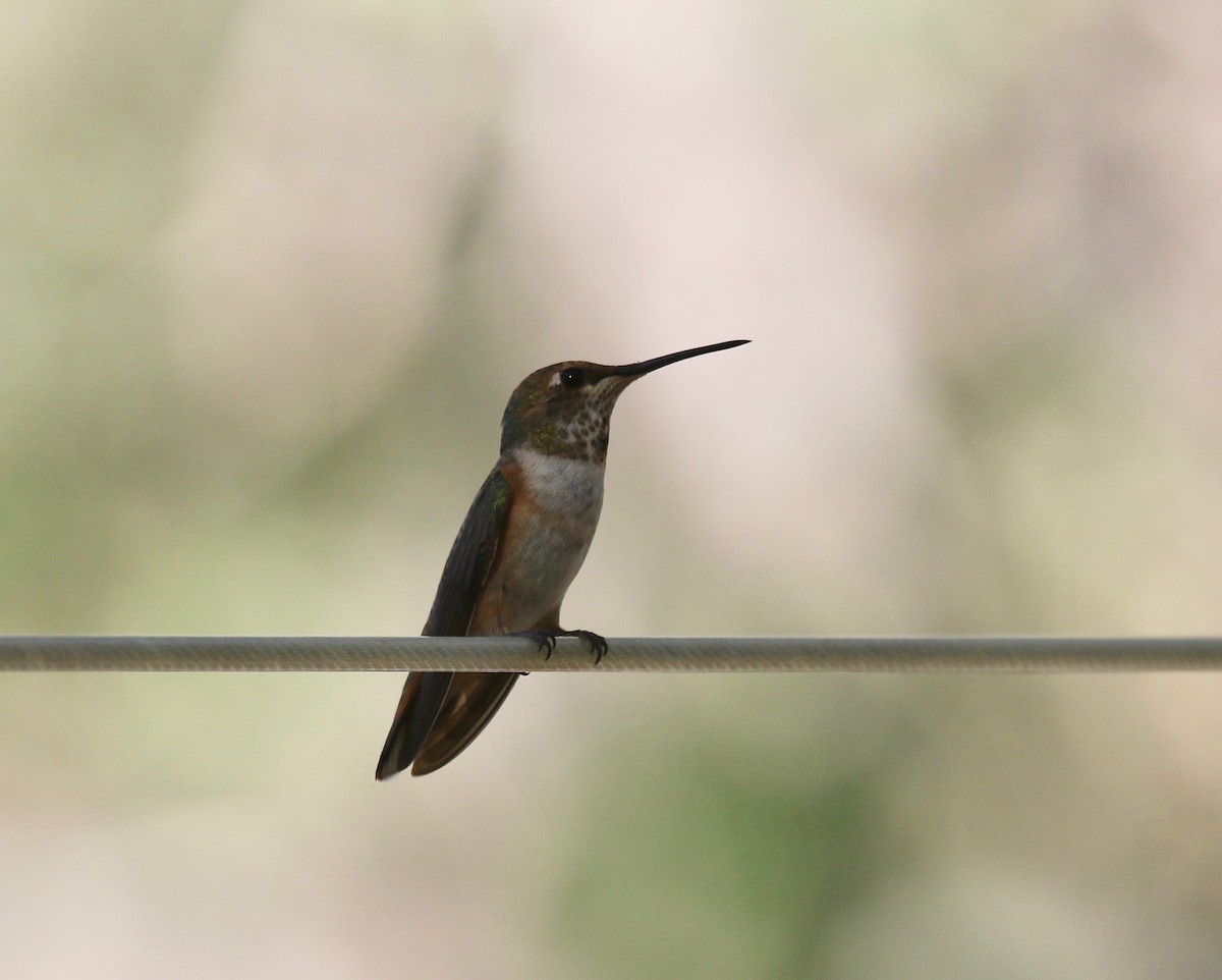 Rufous Hummingbird - ML643313698
