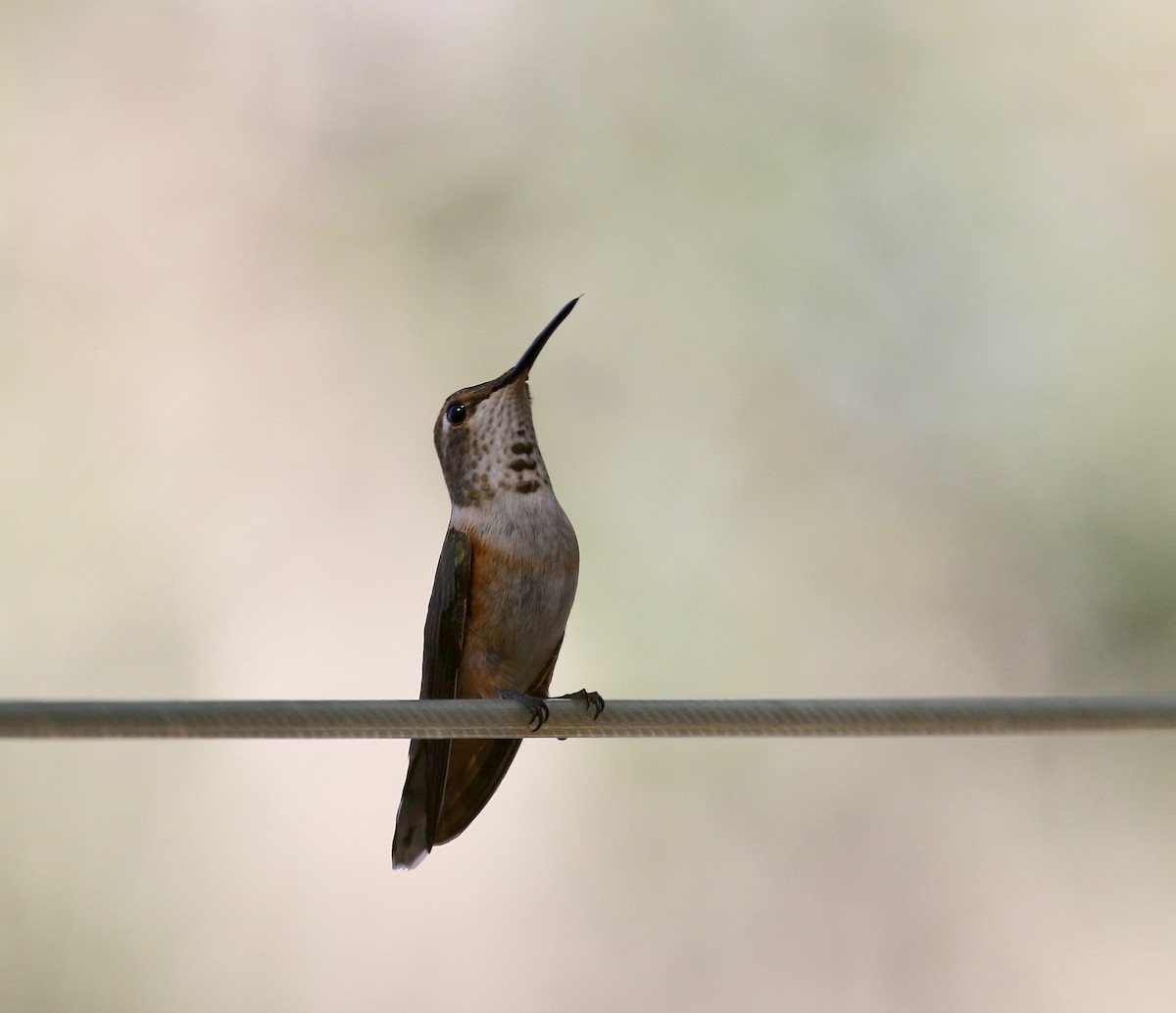 Rufous Hummingbird - ML643313699