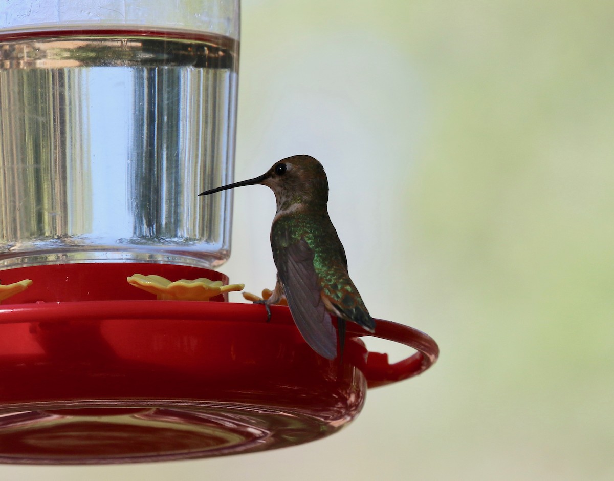 Rufous Hummingbird - ML643313704