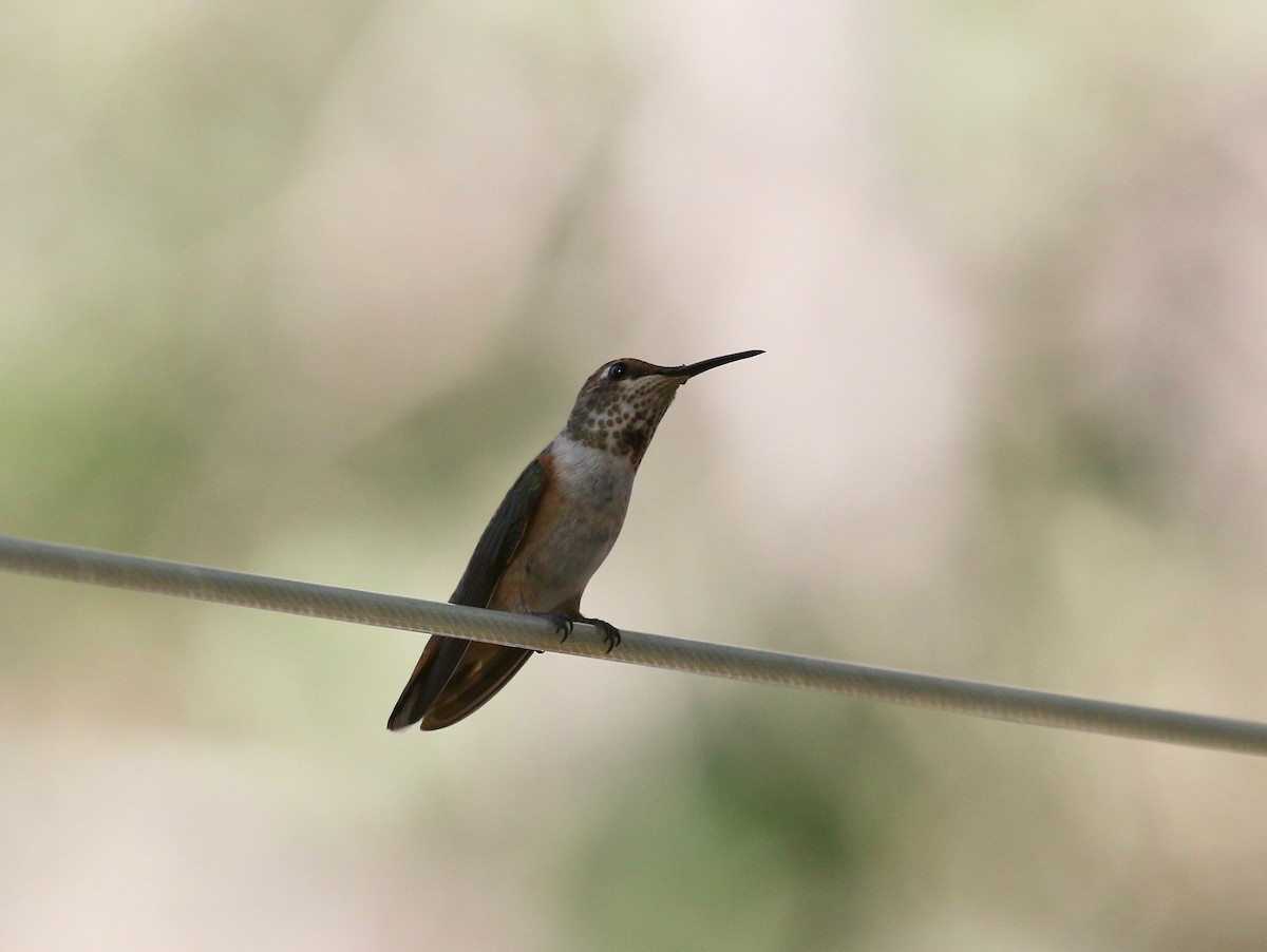 Rufous Hummingbird - ML643313706