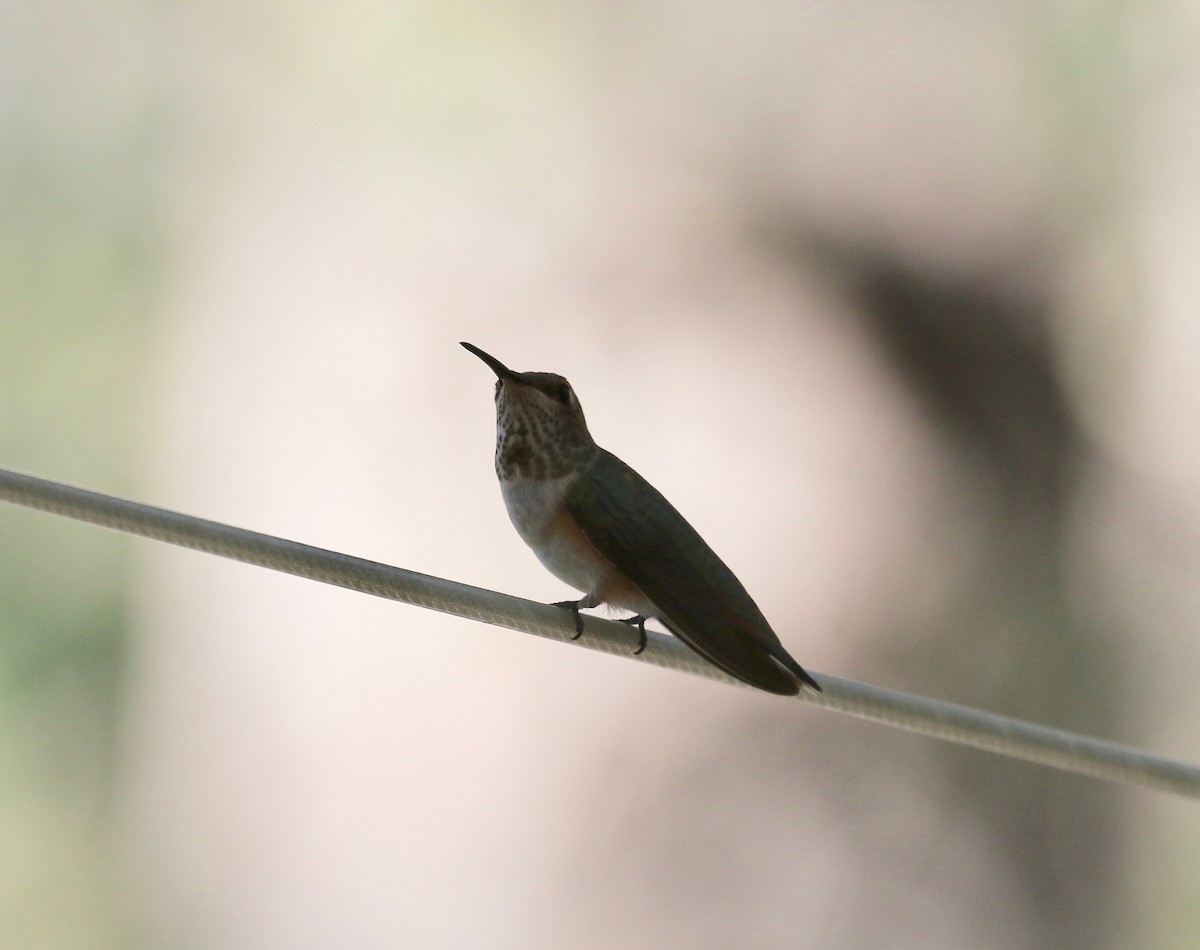 Rufous Hummingbird - ML643313707