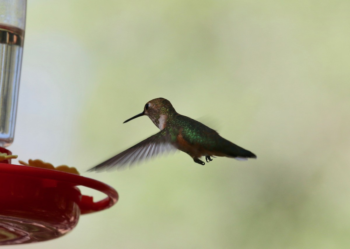 Rufous Hummingbird - ML643313709