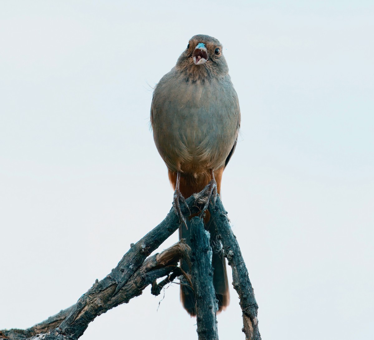 California Towhee - ML643313710