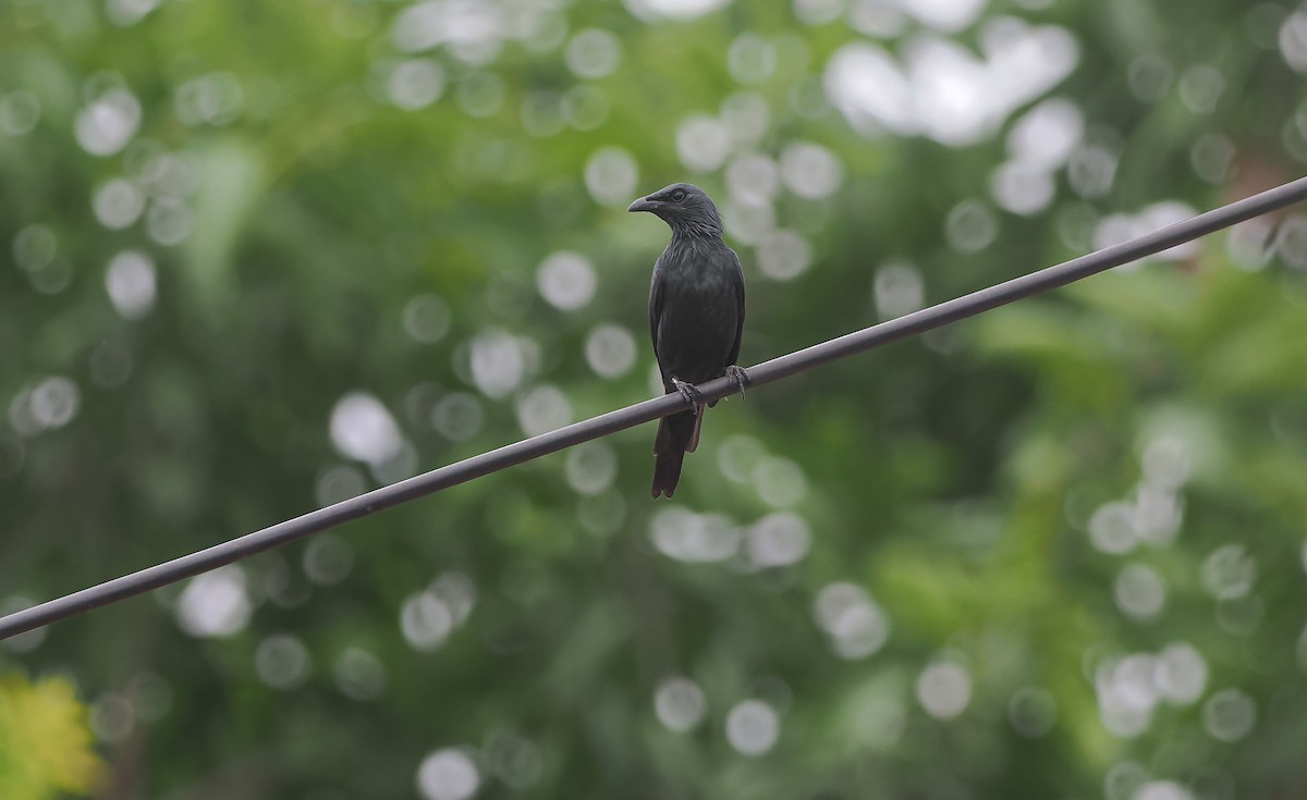 Moluccan Starling - ML643313719