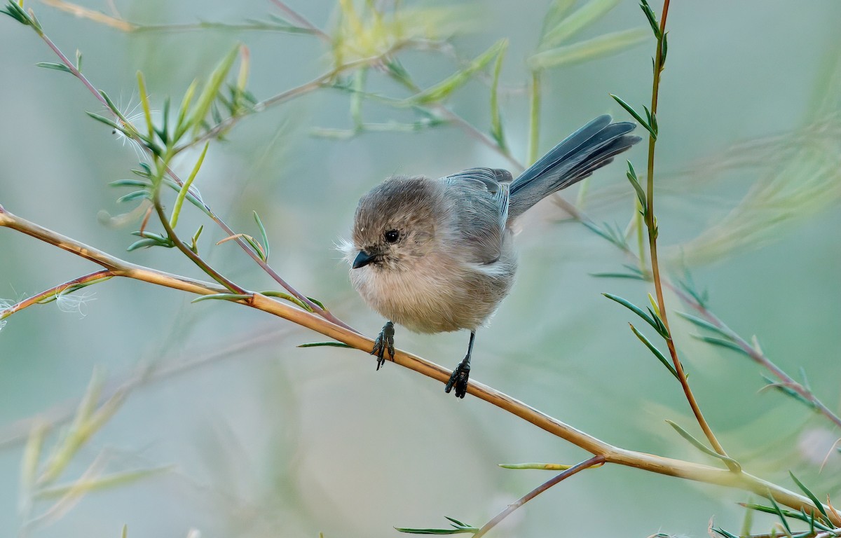 Bushtit - ML643313723