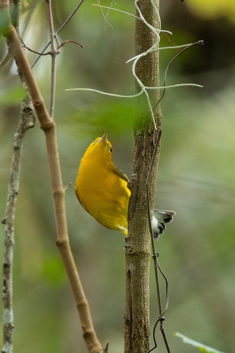 Prothonotary Warbler - ML643313748