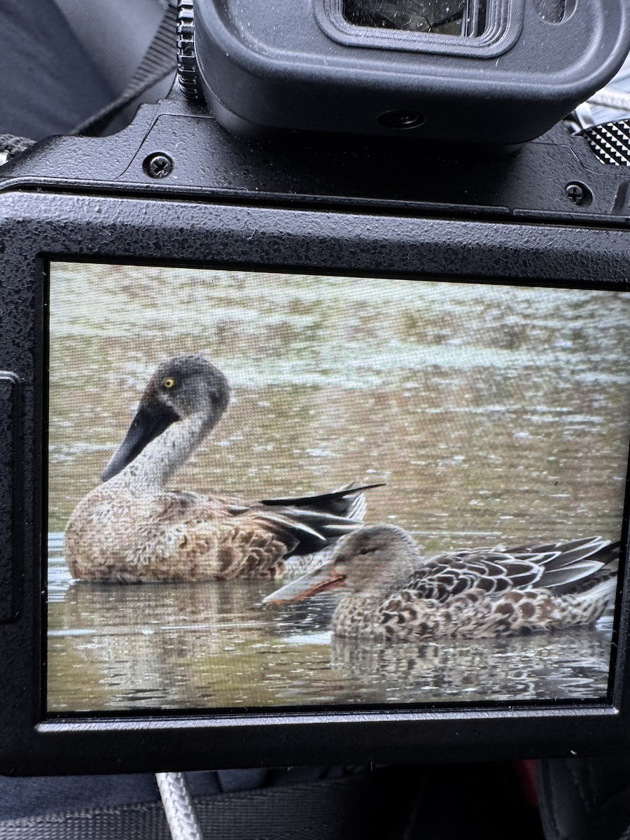 Northern Shoveler - ML643313758