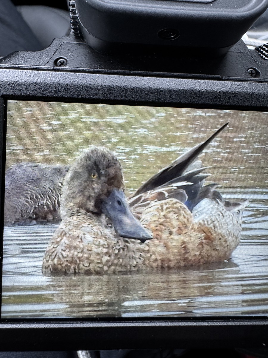 Northern Shoveler - ML643313759