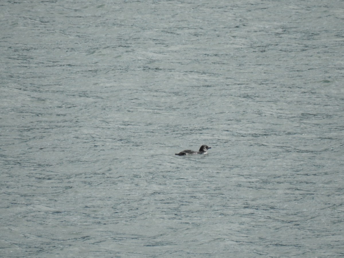 Magellanic Penguin - Rocío  Olivares