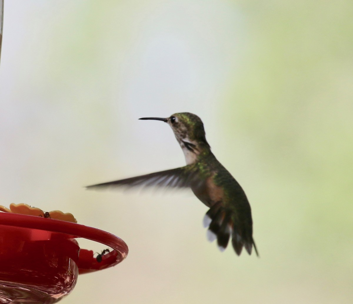 Calliope Hummingbird - ML643313790