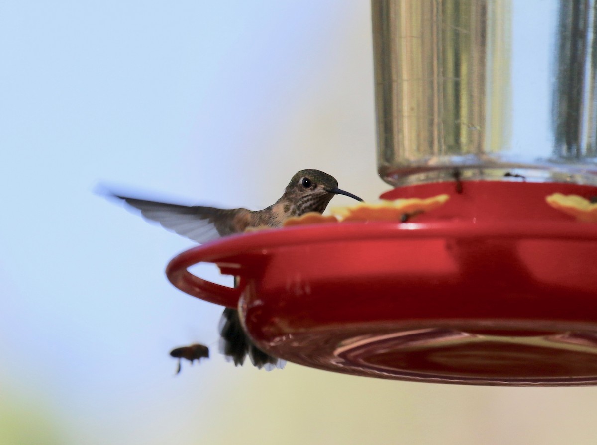 Calliope Hummingbird - ML643313791