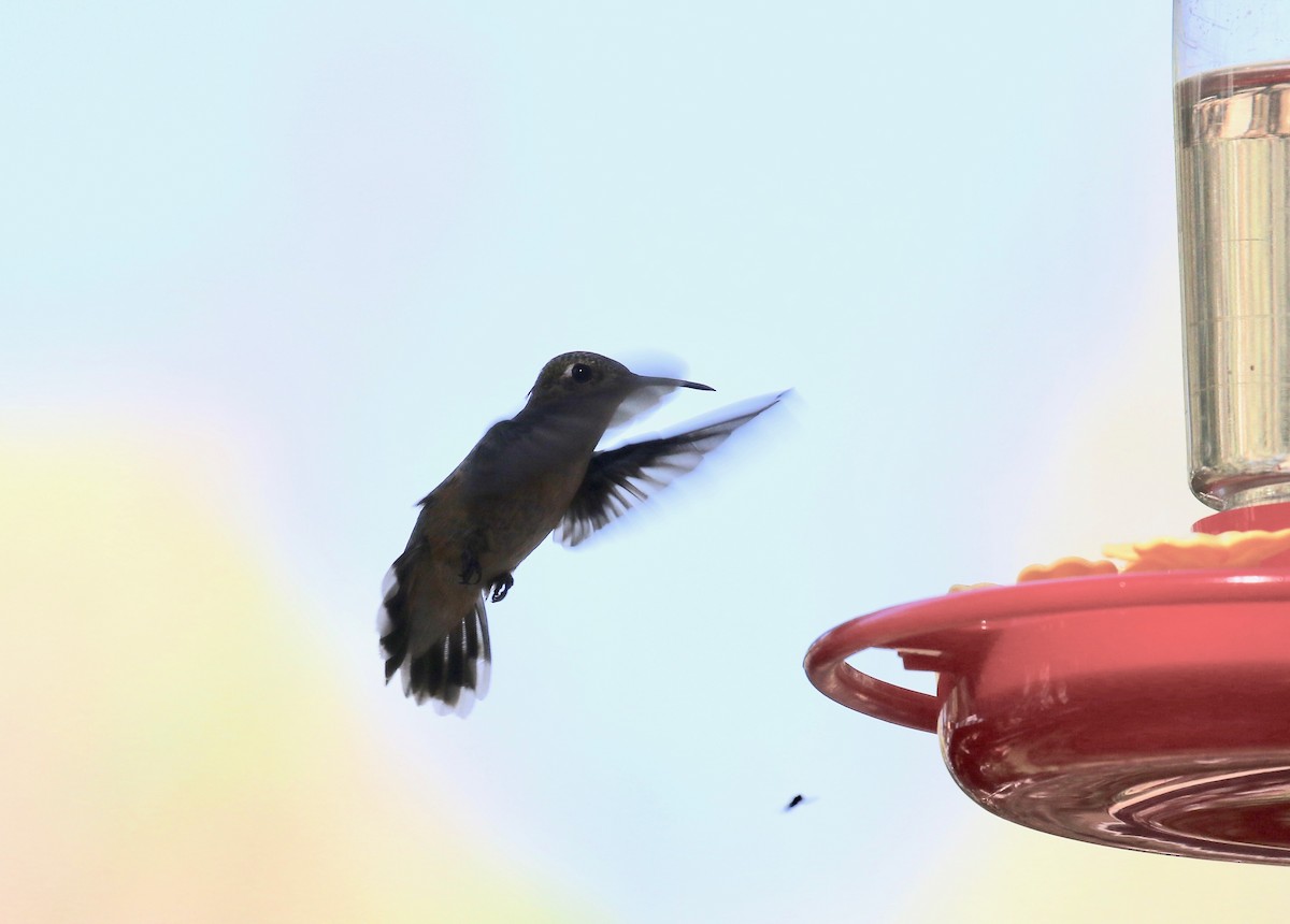 Calliope Hummingbird - ML643313795