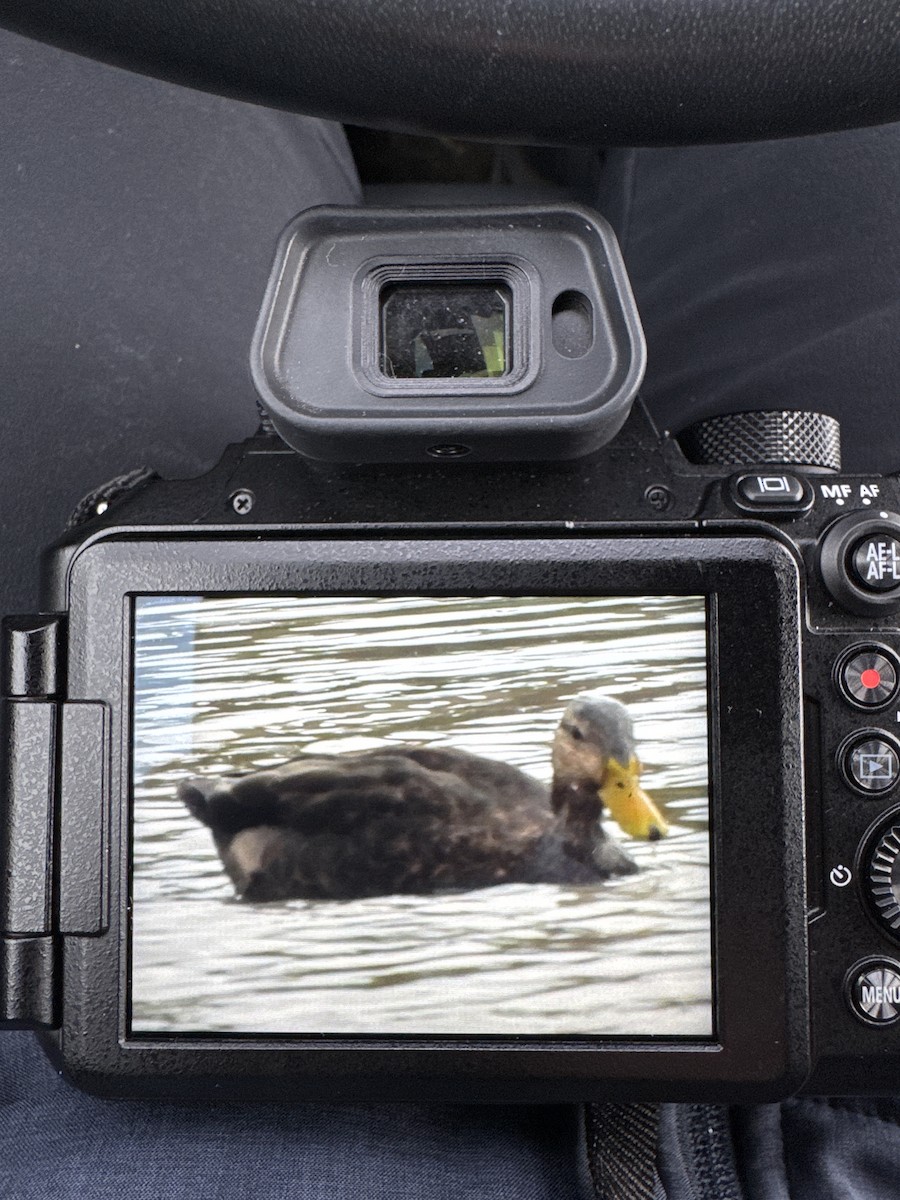 American Black Duck - ML643313797