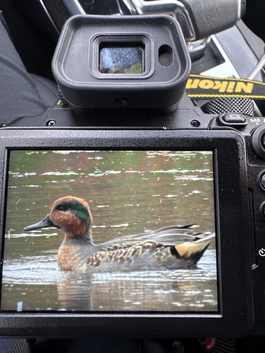 Green-winged Teal - ML643313823