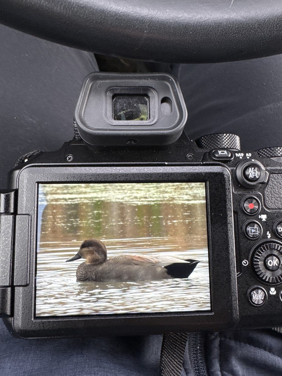 Gadwall - ML643313824