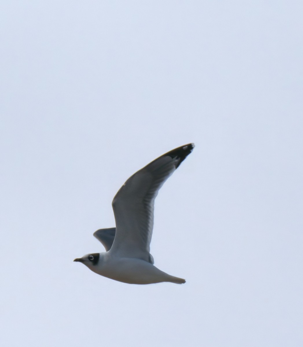 Franklin's Gull - ML643313835