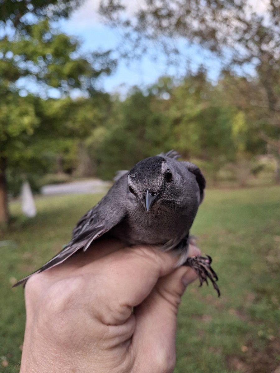 Moqueur chat - ML643313850