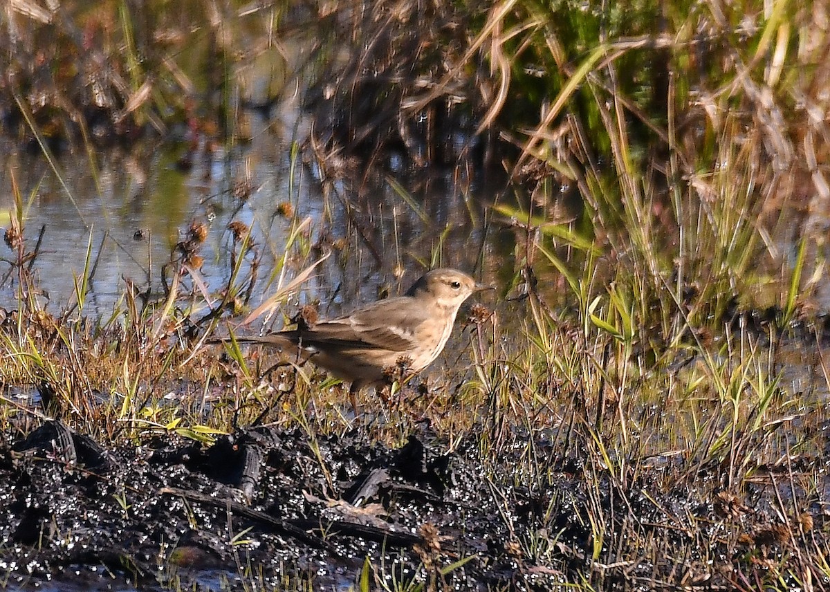 American Pipit - ML643313857
