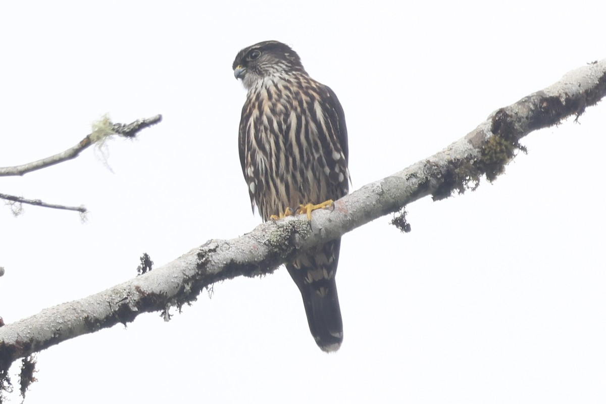 dřemlík tundrový - ML643313859