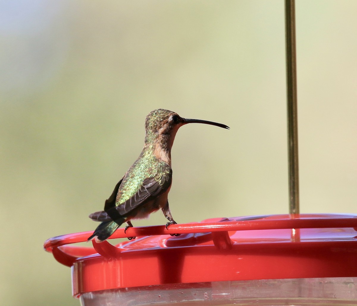 Lucifer Hummingbird - ML643313868