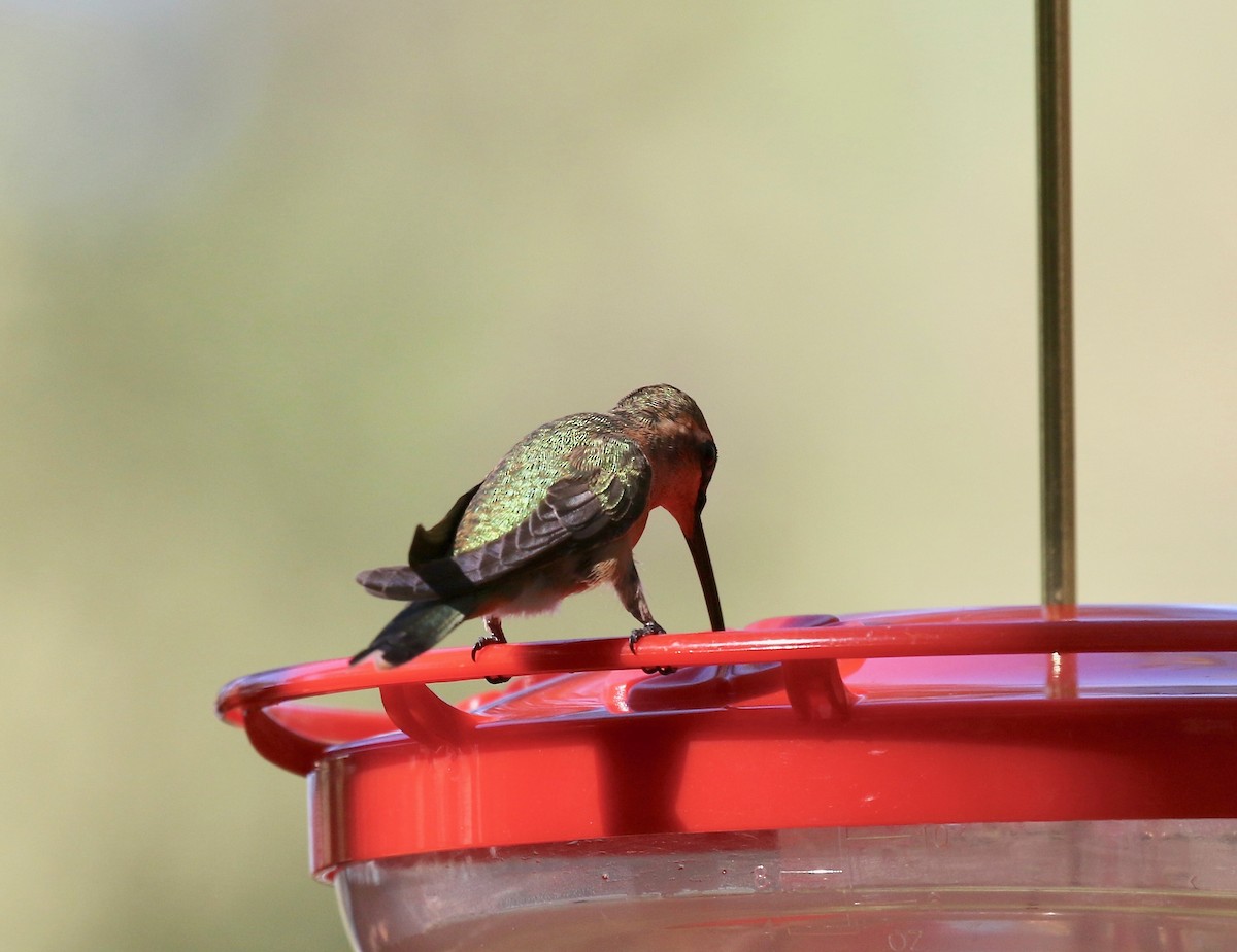 Lucifer Hummingbird - ML643313869