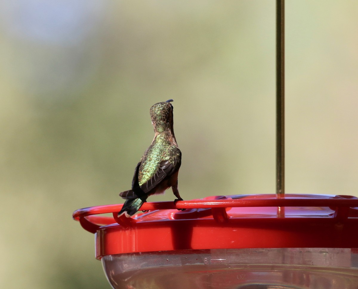 Lucifer Hummingbird - ML643313870