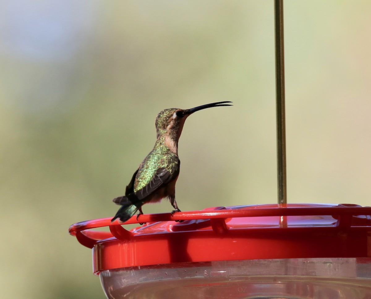 Lucifer Hummingbird - ML643313871