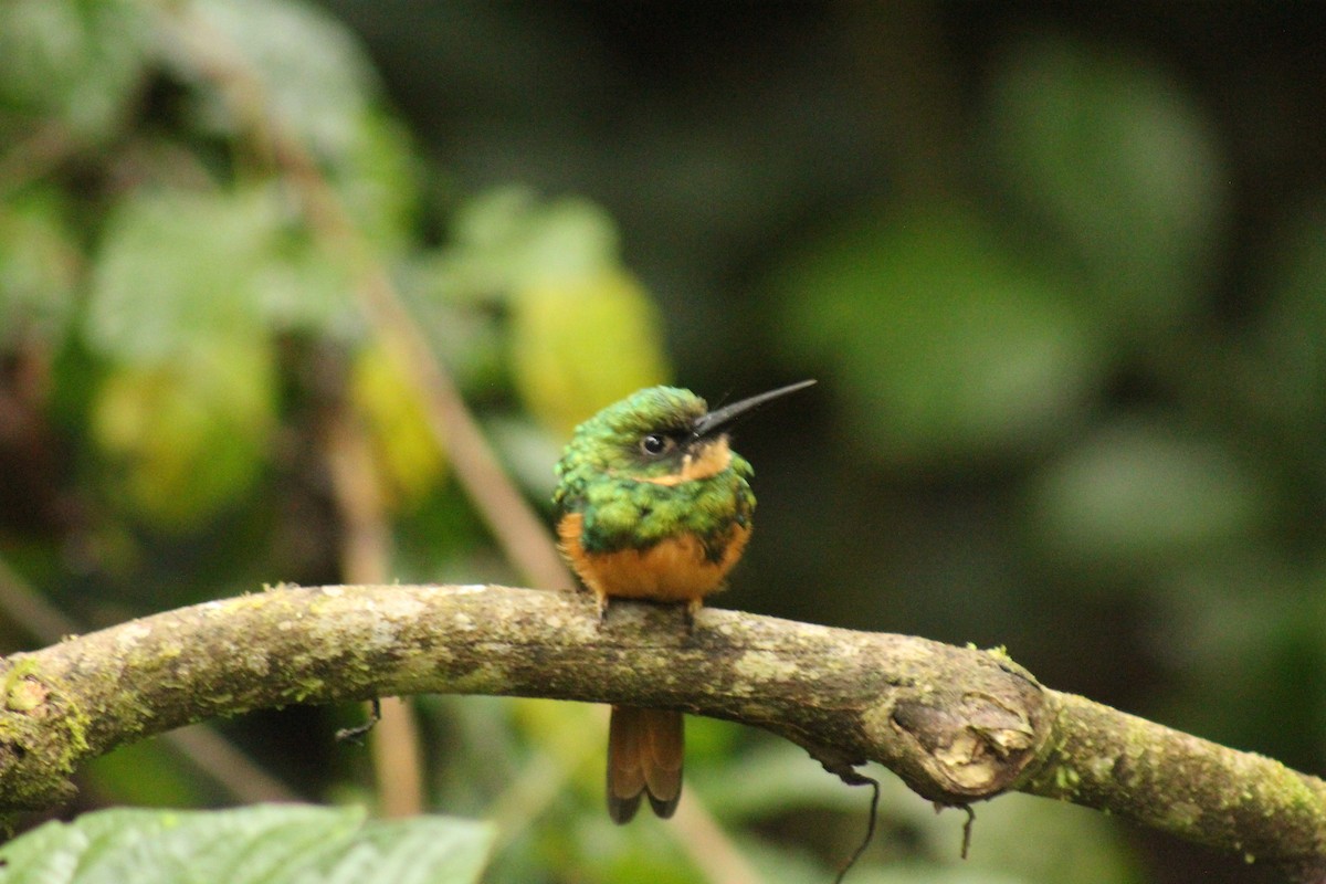 Rufous-tailed Jacamar - ML643313876