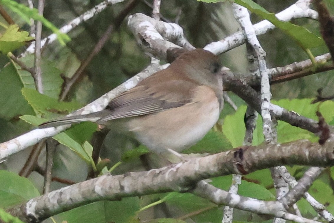 strnadec zimní - ML643313881