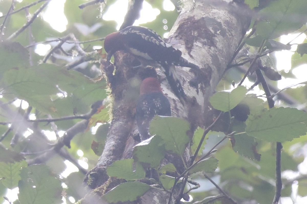 datel červenoprsý - ML643313884