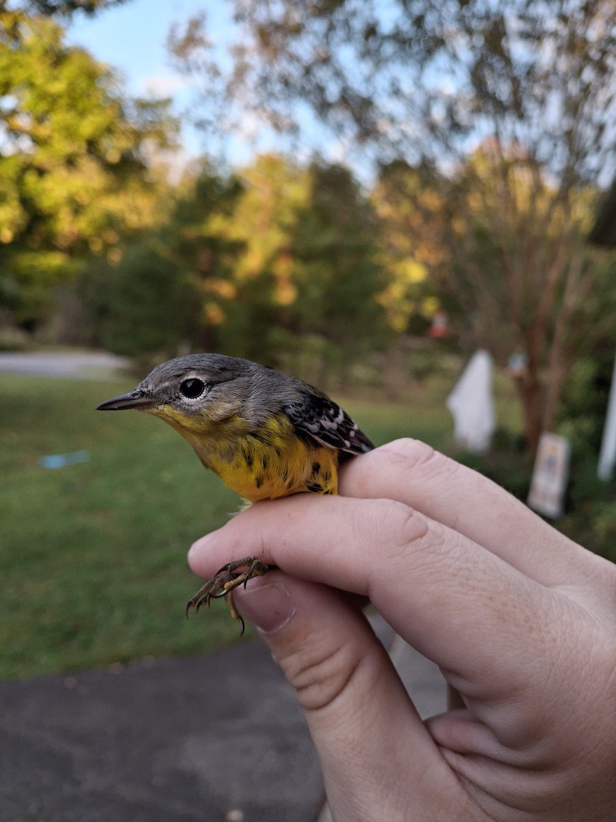 Paruline à tête cendrée - ML643313901