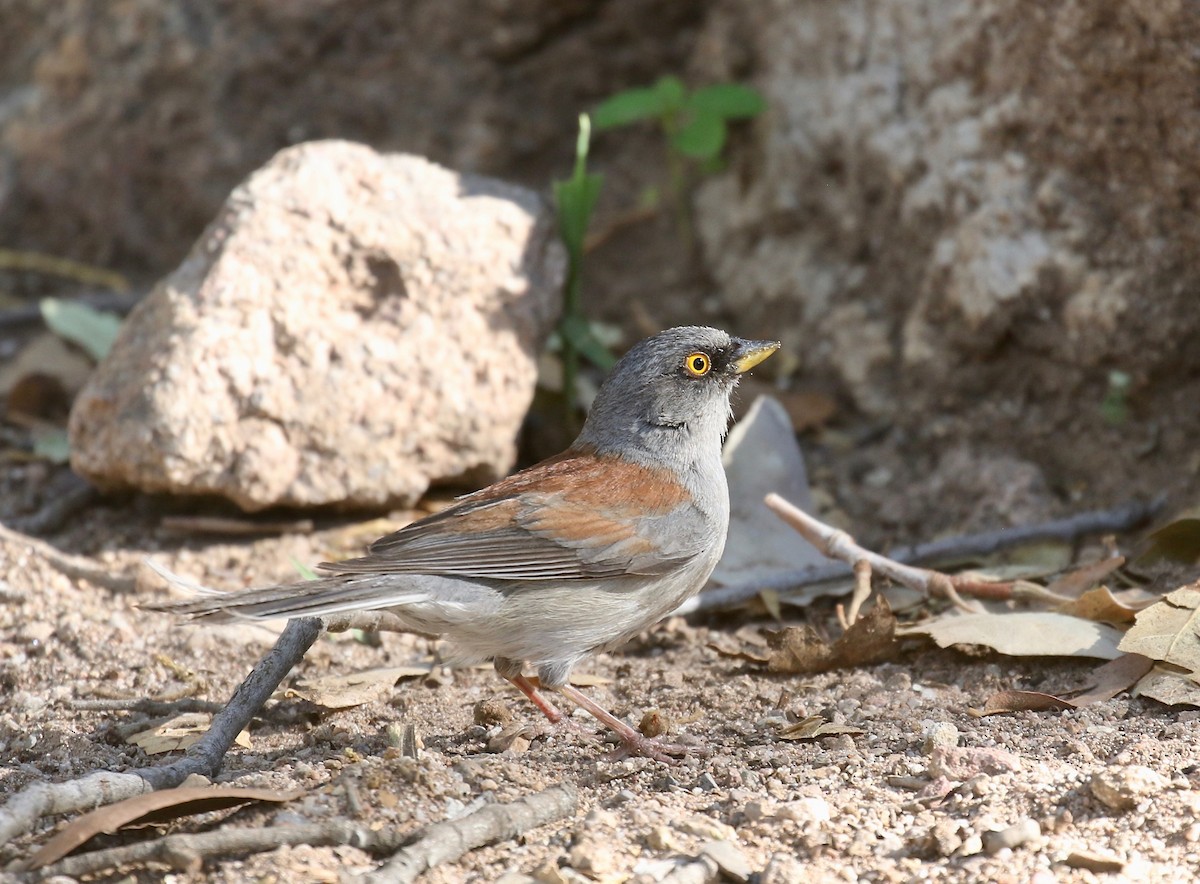 Yellow-eyed Junco - ML643313904