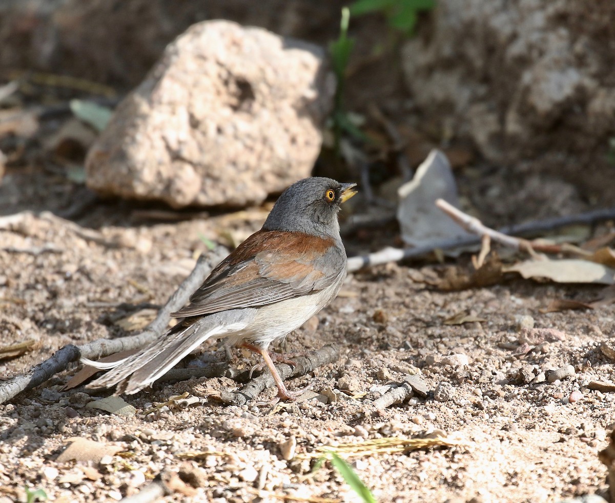 Yellow-eyed Junco - ML643313905