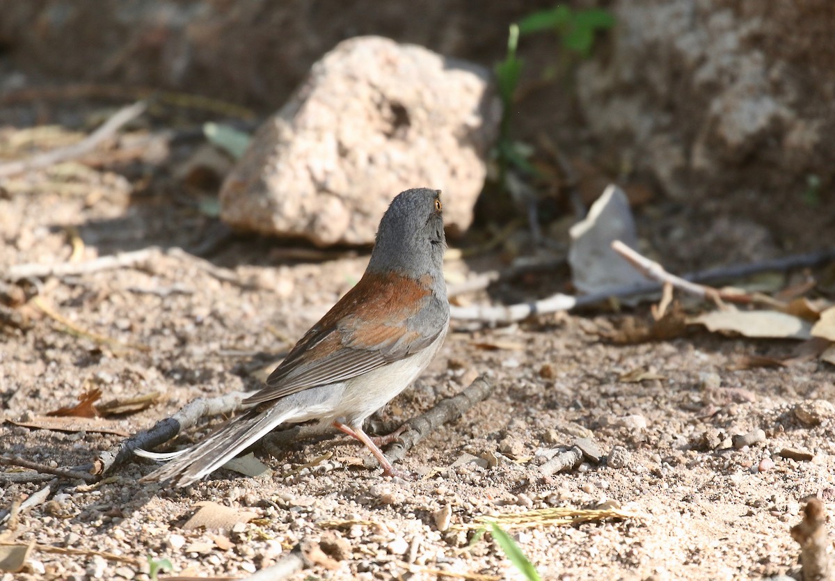 Yellow-eyed Junco - ML643313906