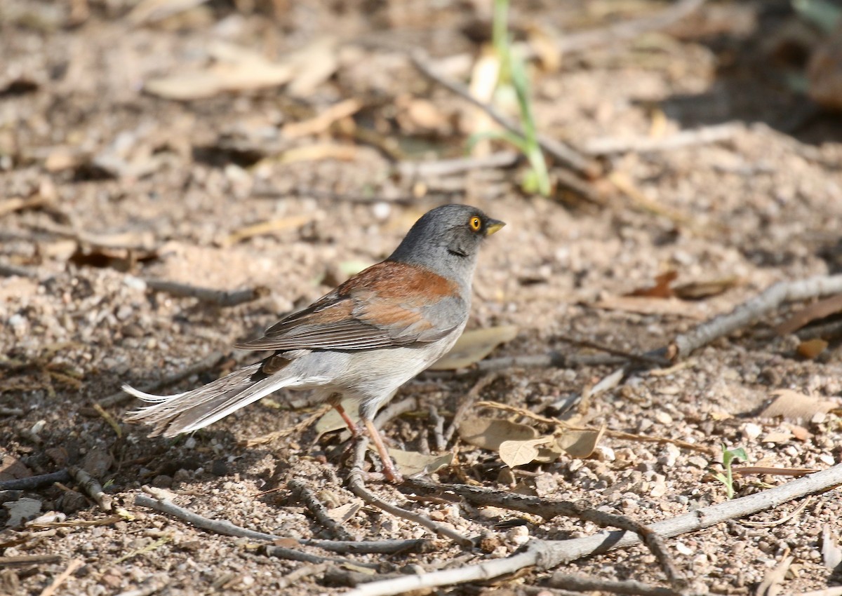Yellow-eyed Junco - ML643313907