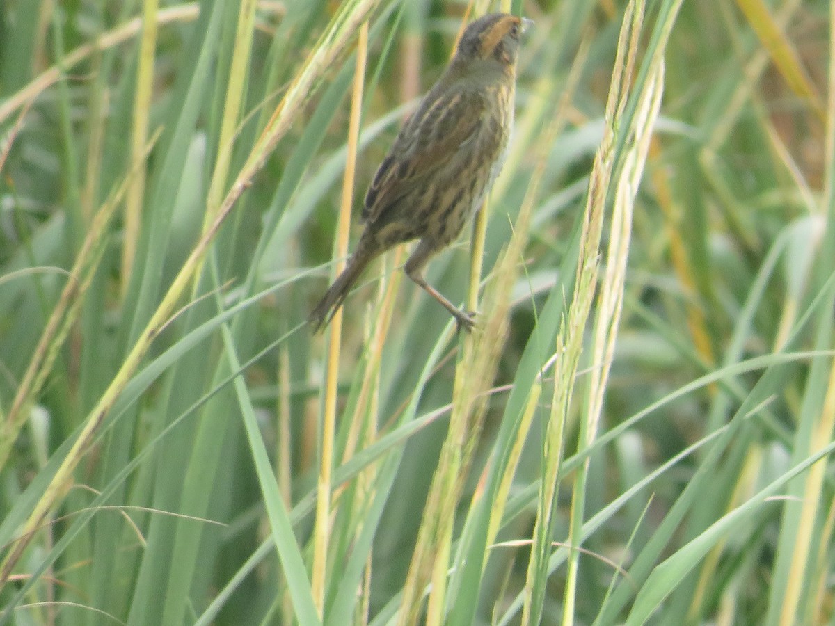 Saltmarsh Sparrow - ML643313909