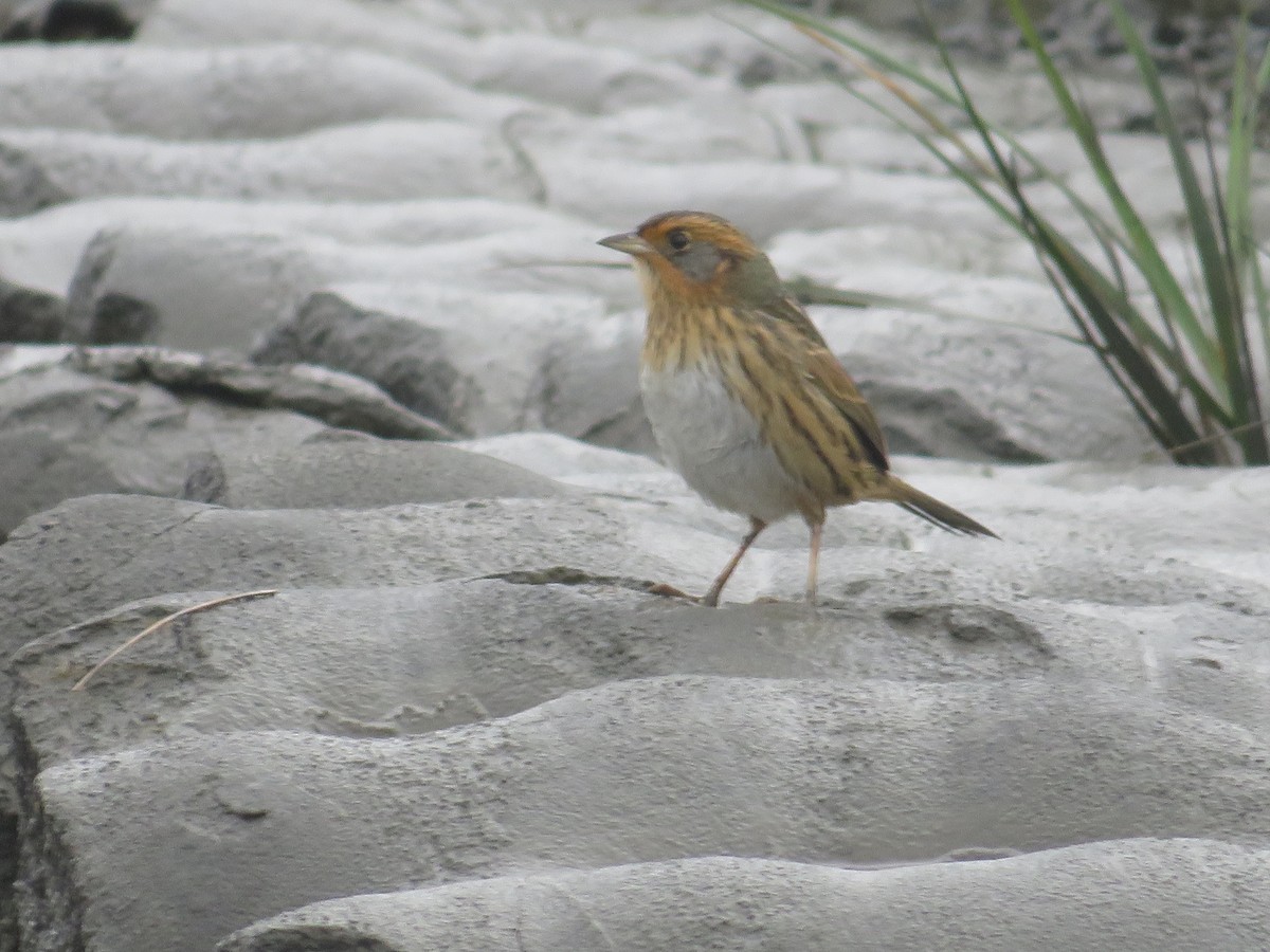 Saltmarsh Sparrow - ML643313910