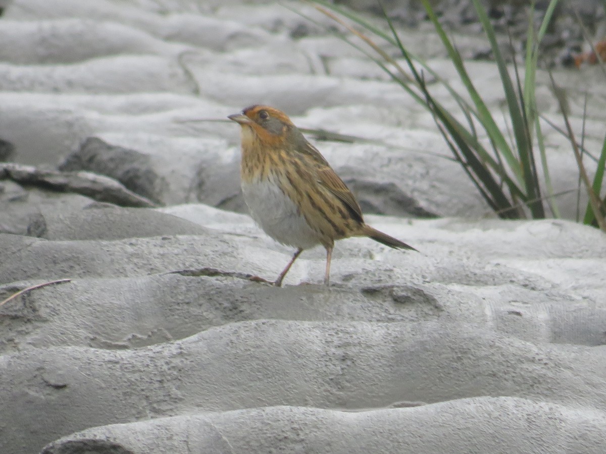 Saltmarsh Sparrow - ML643313911