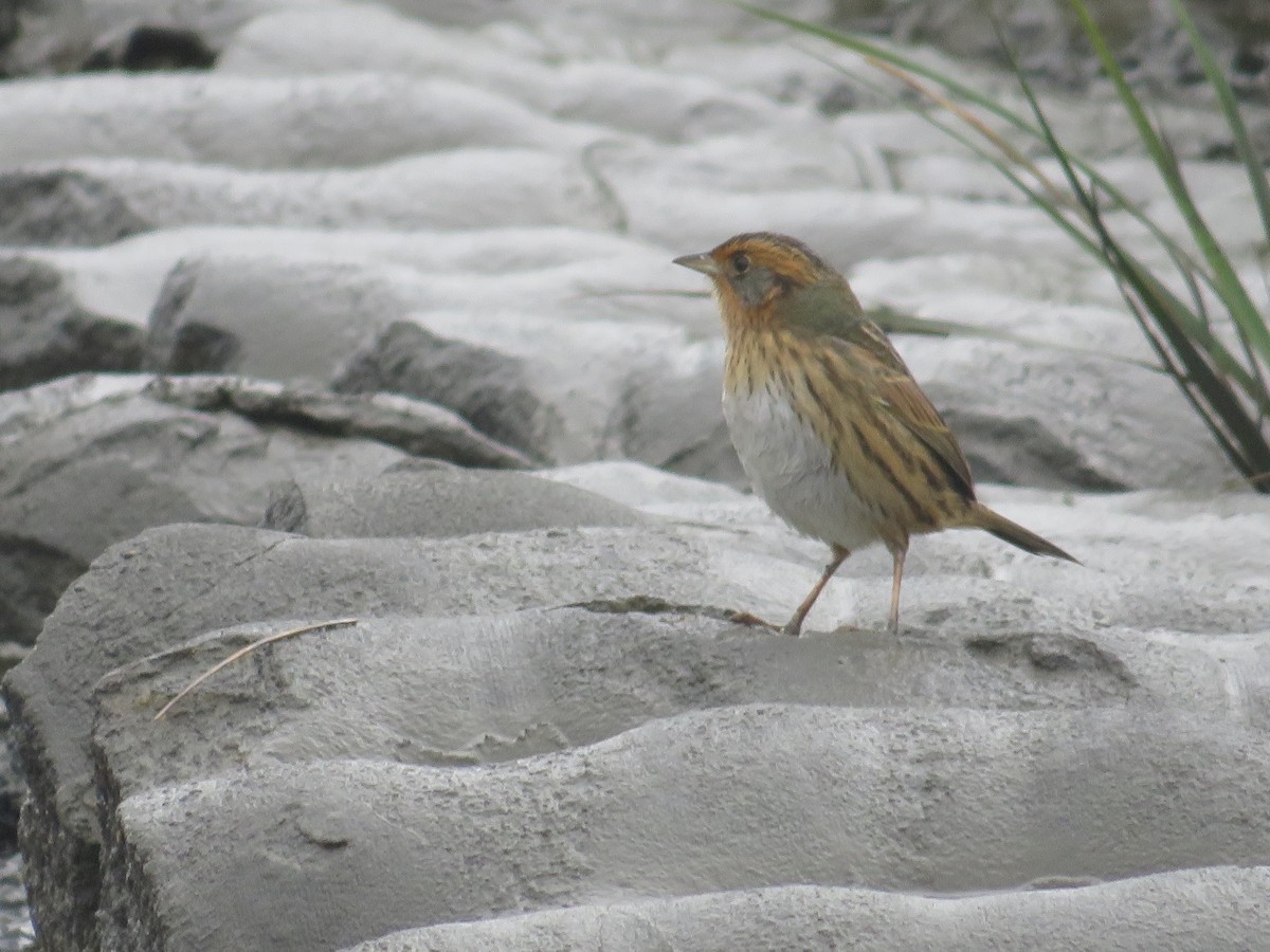 Saltmarsh Sparrow - ML643313912