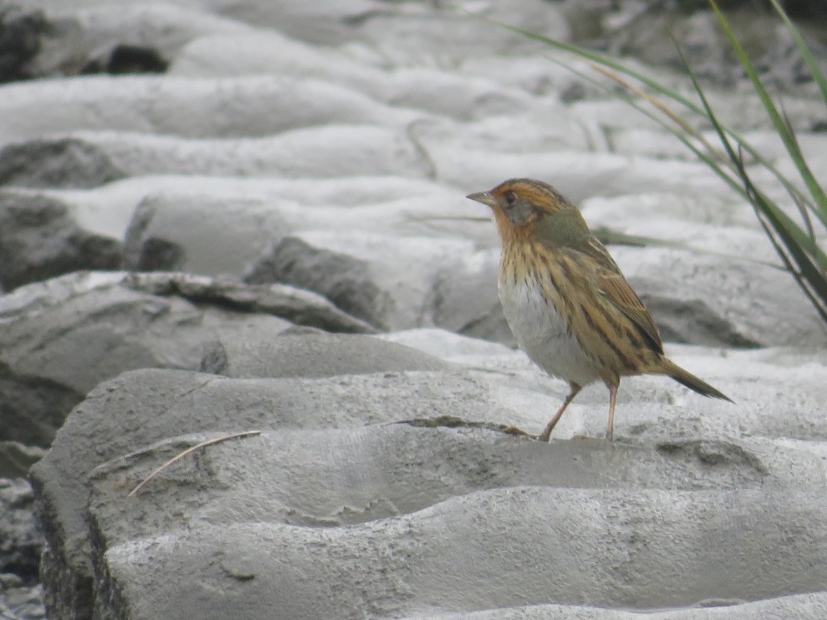 Saltmarsh Sparrow - ML643313913