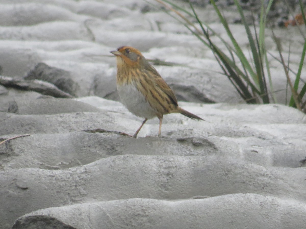 Saltmarsh Sparrow - ML643313914
