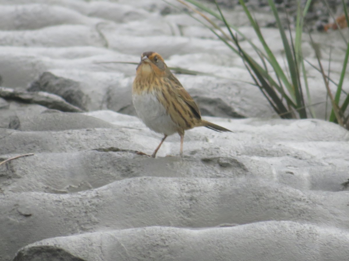 Saltmarsh Sparrow - ML643313915