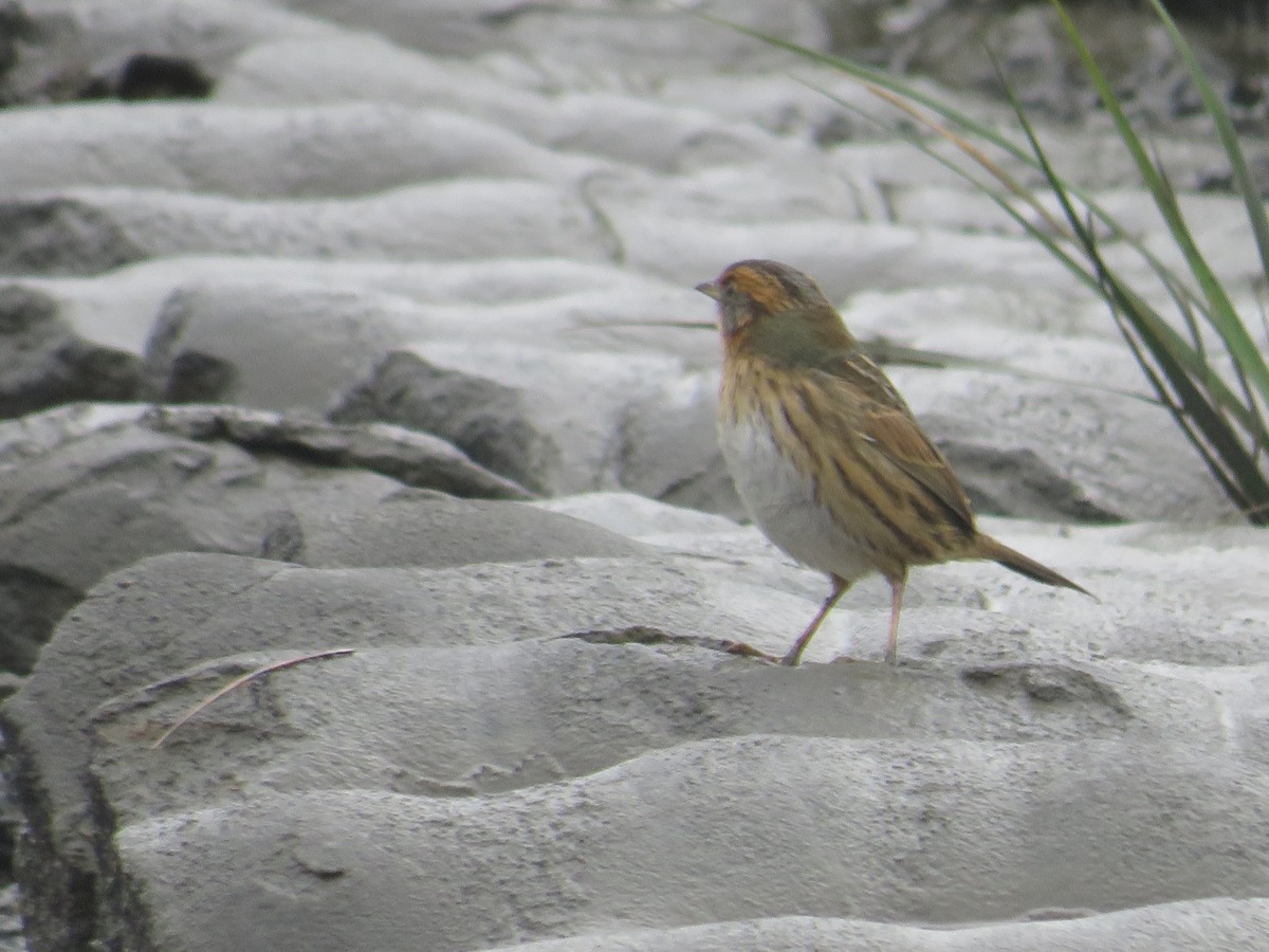 Saltmarsh Sparrow - ML643313916