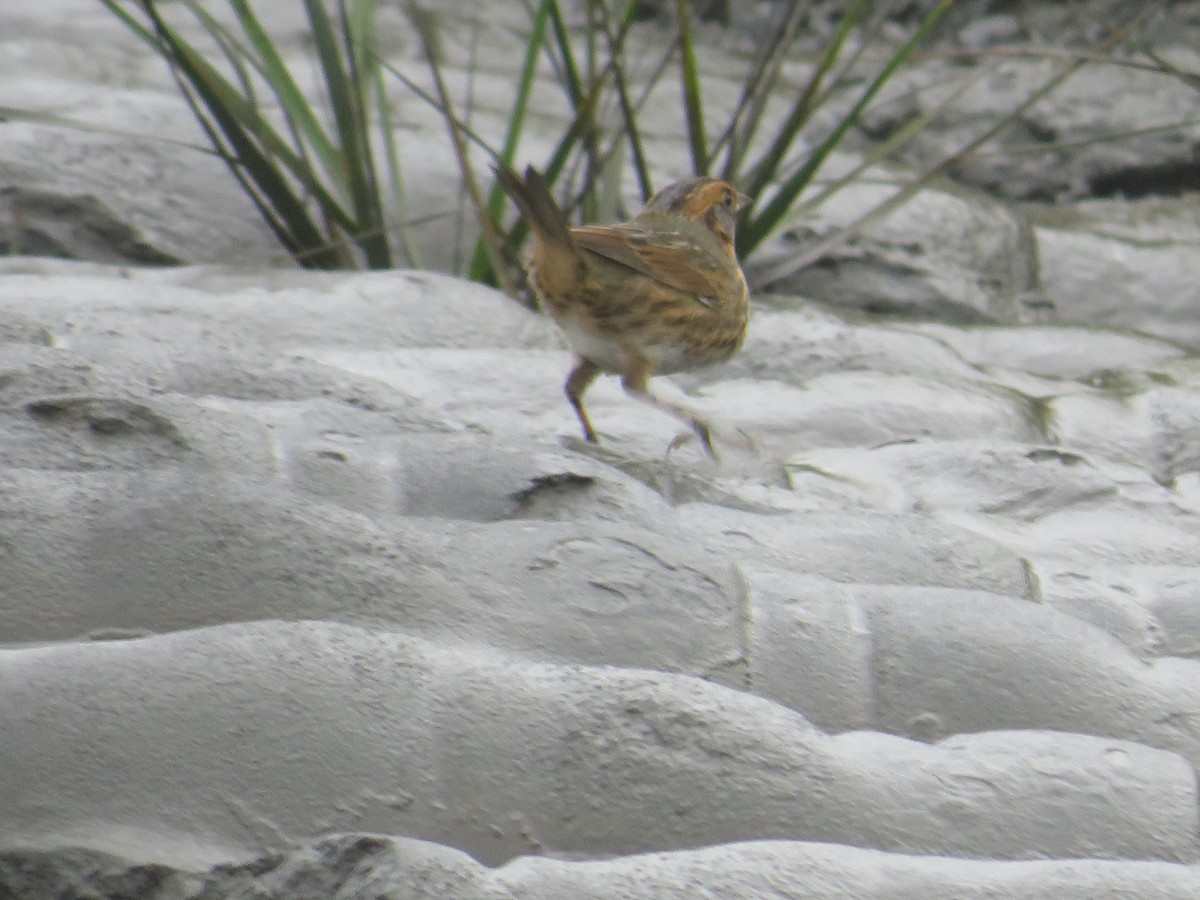 Saltmarsh Sparrow - ML643313917
