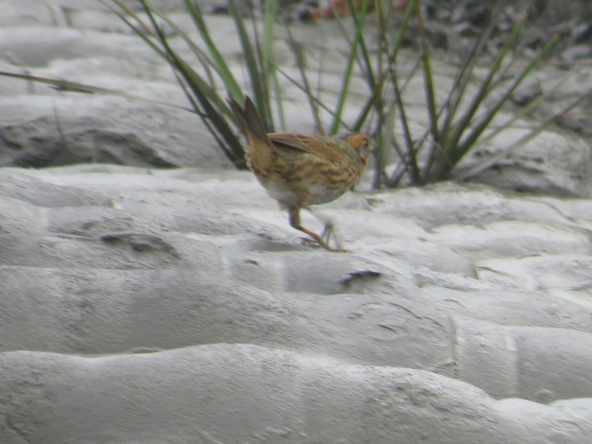 Saltmarsh Sparrow - ML643313918