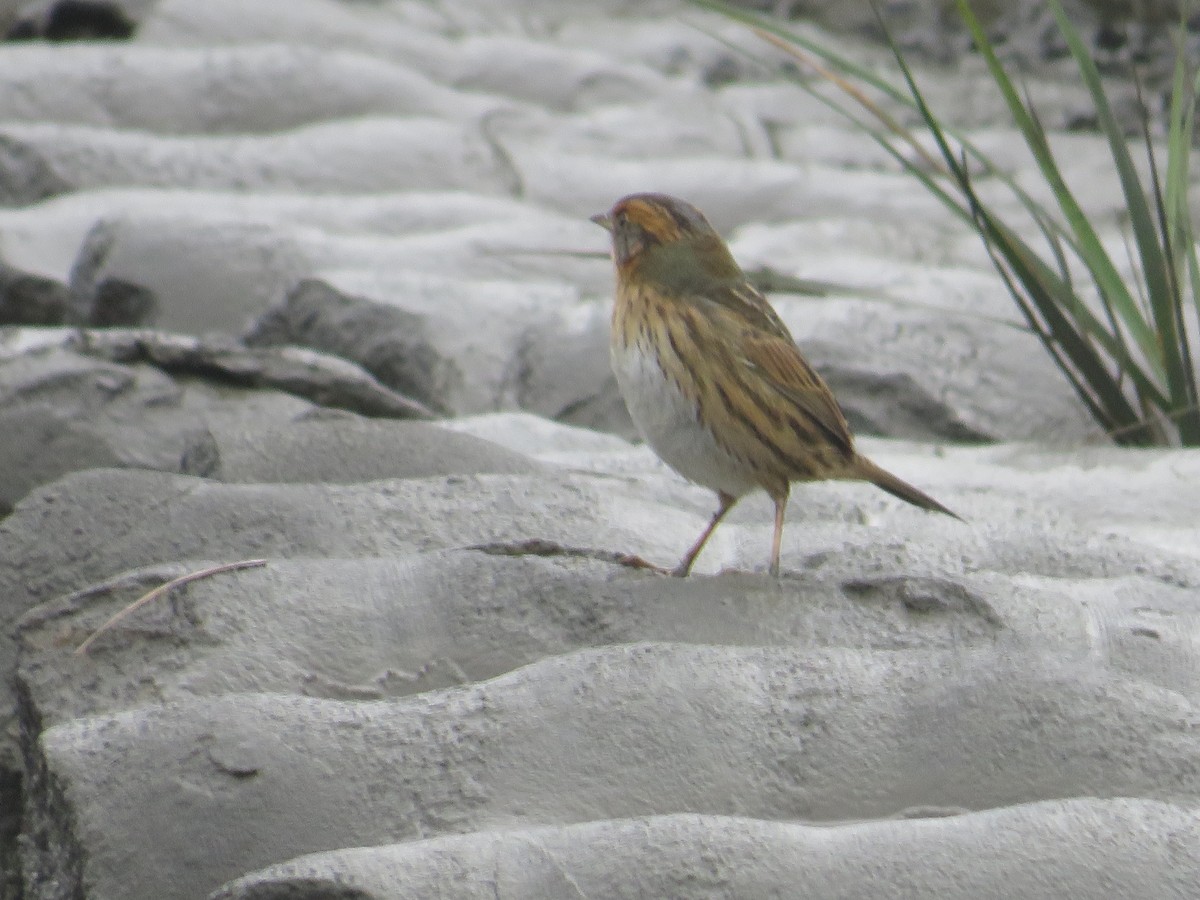 Saltmarsh Sparrow - ML643313919