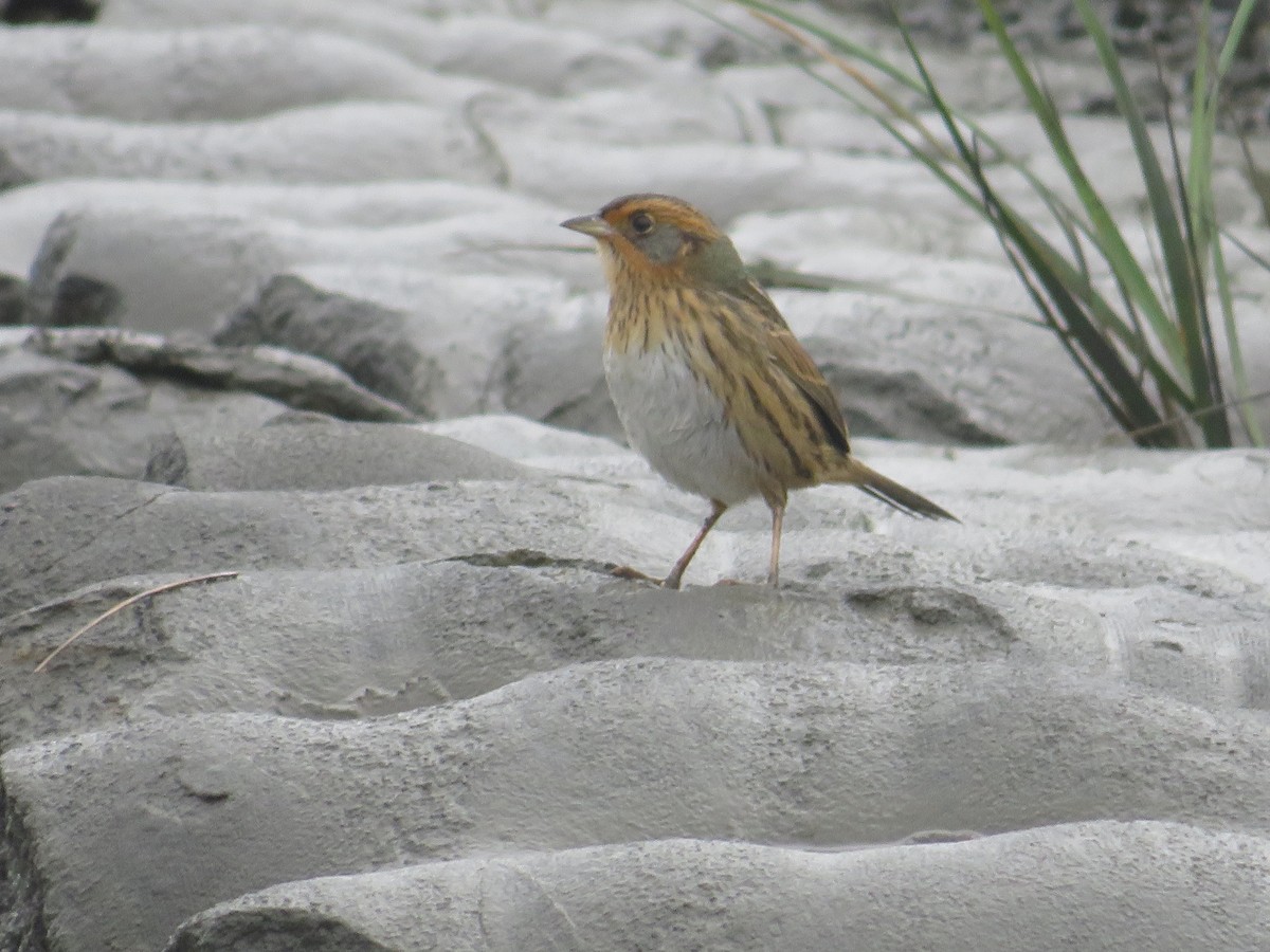Saltmarsh Sparrow - ML643313920