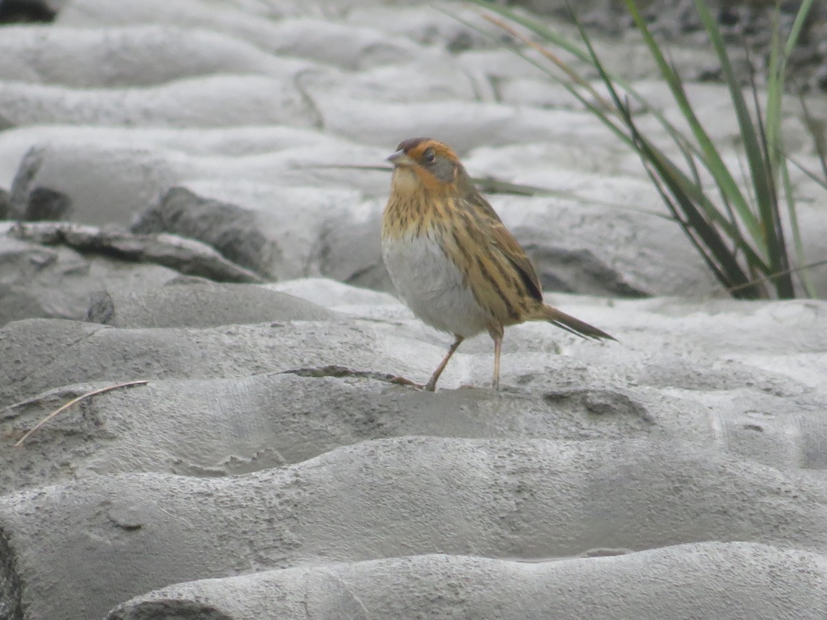 Saltmarsh Sparrow - ML643313921
